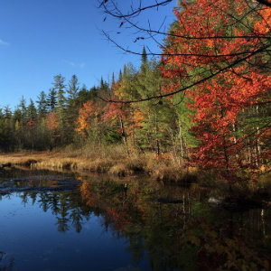 autumn trees and pond adirondacks