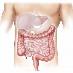 diagram of the colon and other parts of Gi tract