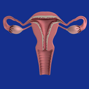 uterus with possible ovarian cancer